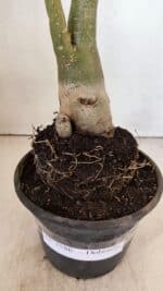 Planta Dobrada 3586 – 40cm – 03 anos - Imagem 7