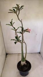 Planta Dobrada 3586 – 40cm – 03 anos - Imagem 6