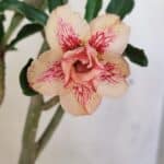 Planta Dobrada 3586 – 40cm – 03 anos