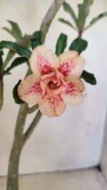 Planta Dobrada 3586 – 40cm – 03 anos