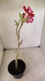 Planta Dobrada 3586 – 35cm – 03 anos - Imagem 6