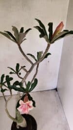 Planta Dobrada 3586 – 40cm – 03 anos - Imagem 4