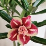 Planta Dobrada 3587 – 35cm – 03 anos