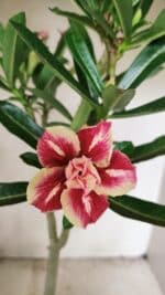 Planta Dobrada 3587 – 35cm – 03 anos