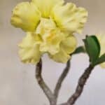 Planta Dobrada 3587 – 35cm – 03 anos