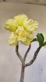 Planta Dobrada 3587 – 35cm – 03 anos