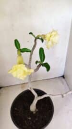 Planta Dobrada 3587 – 35cm – 03 anos - Imagem 7