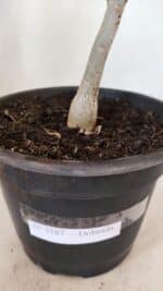 Planta Dobrada 3587 – 35cm – 03 anos - Imagem 6