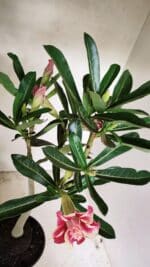 Planta Dobrada 3587 – 35cm – 03 anos - Imagem 8