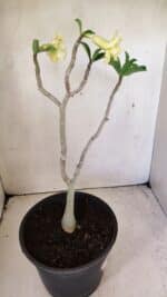 Planta Dobrada 3587 – 35cm – 03 anos - Imagem 5