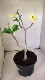 Planta Dobrada 3587 – 35cm – 03 anos - Imagem 2