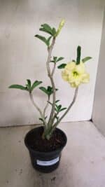 Planta Dobrada 3588 – 30cm – 03 anos - Imagem 2