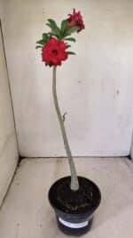 Planta Dobrada 3588 – 30cm – 02 anos - Imagem 2