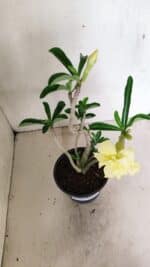 Planta Dobrada 3588 – 30cm – 03 anos - Imagem 4