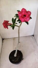 Planta Dobrada 3588 – 30cm – 02 anos - Imagem 4