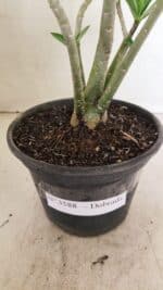 Planta Dobrada 3588 – 30cm – 03 anos - Imagem 7