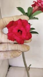 Planta Dobrada 3588 – 30cm – 02 anos