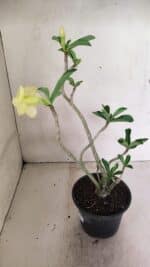 Planta Dobrada 3588 – 30cm – 03 anos - Imagem 6