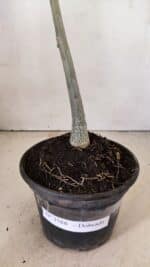 Planta Dobrada 3588 – 30cm – 02 anos - Imagem 5