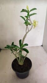 Planta Dobrada 3588 – 30cm – 03 anos - Imagem 5