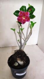 Planta Dobrada 3589 – 30cm – 03 anos - Imagem 2