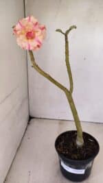 Planta Dobrada 3589 – 30cm – 02 anos - Imagem 2