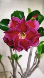 Planta Dobrada 3589 – 30cm – 03 anos