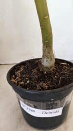 Planta Dobrada 3589 – 30cm – 02 anos - Imagem 6