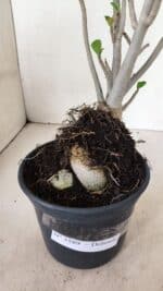 Planta Dobrada 3589 – 30cm – 03 anos - Imagem 8