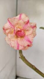 Planta Dobrada 3589 – 30cm – 02 anos