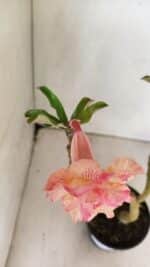 Planta Dobrada 3589 – 30cm – 02 anos - Imagem 4