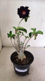 Planta Dobrada 3590 – 30cm – 03 anos - Imagem 2