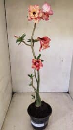 Planta Dobrada 3590 – 35cm – 03 anos - Imagem 2