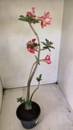 Planta Dobrada 3590 – 35cm – 03 anos - Imagem 6