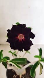 Planta Dobrada 3590 – 30cm – 03 anos - Imagem 3