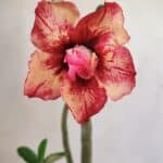 Planta Dobrada 3590 – 35cm – 03 anos