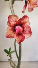 Planta Dobrada 3590 – 35cm – 03 anos