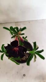 Planta Dobrada 3590 – 30cm – 03 anos - Imagem 5