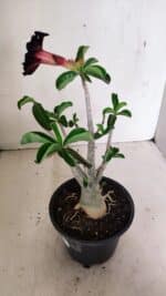 Planta Dobrada 3590 – 30cm – 03 anos - Imagem 7