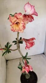 Planta Dobrada 3590 – 35cm – 03 anos - Imagem 5