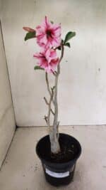 Planta Dobrada 3591 – 35cm – 03 anos - Imagem 2
