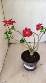 Planta Dobrada 3591 – 30cm – 02 anos - Imagem 2