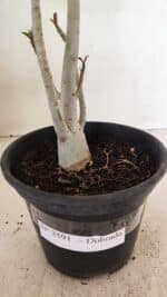 Planta Dobrada 3591 – 35cm – 03 anos - Imagem 8