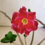 Planta Dobrada 3591 – 30cm – 02 anos