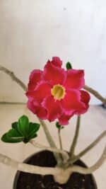 Planta Dobrada 3591 – 30cm – 02 anos