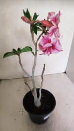 Planta Dobrada 3591 – 35cm – 03 anos - Imagem 7