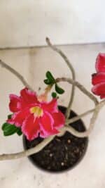 Planta Dobrada 3591 – 30cm – 02 anos - Imagem 4