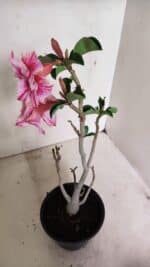 Planta Dobrada 3591 – 35cm – 03 anos - Imagem 6