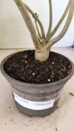 Planta Dobrada 3591 – 30cm – 02 anos - Imagem 7