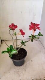 Planta Dobrada 3591 – 30cm – 02 anos - Imagem 6